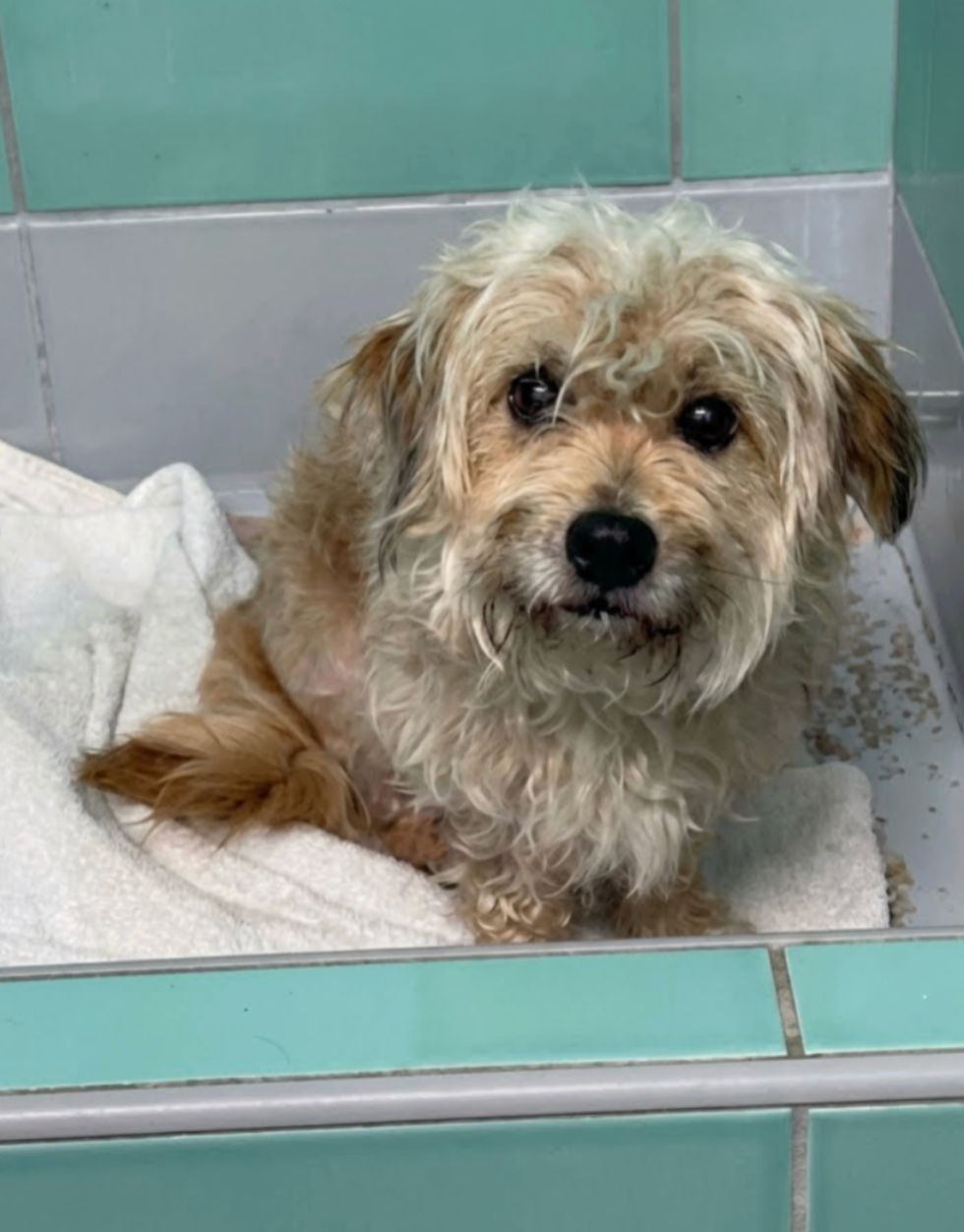 Help save our shelter ❤️ - Love from Tim.